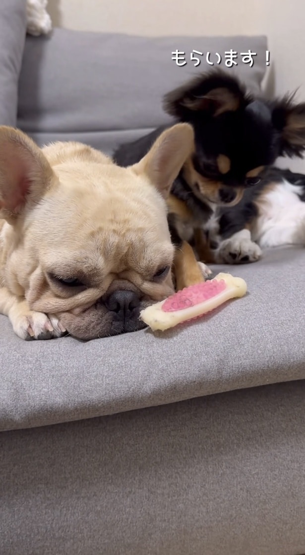 ここぞとばかりに靴下をとるここあちゃん▶3匹の様子にほっこり（⇒次へ）