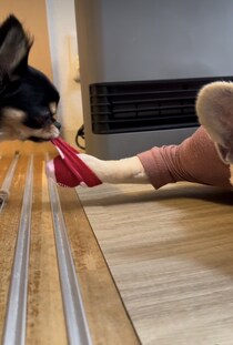 まるで「仏のよう」なフレンチブルドッグ。靴下を取られた無抵抗な姿に10万いいね