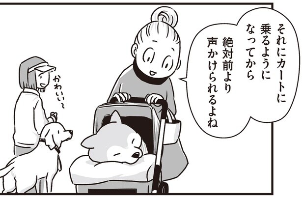 たくさんの人から声をかけられるように！足が弱ってきたシニア柴犬のお散歩