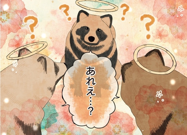 誇らしげに「いぬ」と名乗るたぬきが、天国に続々と出現！あれえ‥？