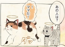 迷子になり生き別れになってしまった猫が、天国で望むことは