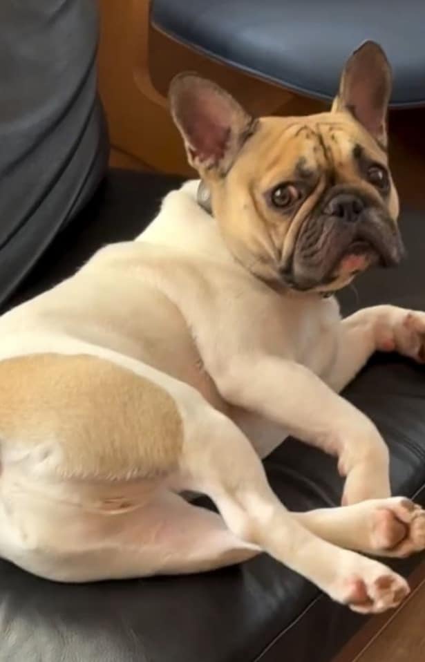 リビングでくつろぐ“小さなお父さん”の姿(⇒次へ)