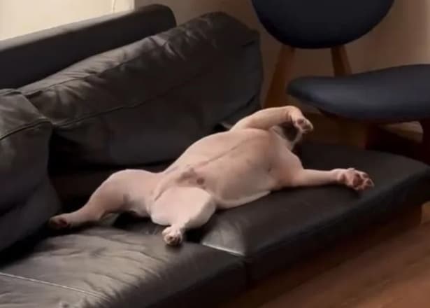 まるでお休みの日にリビングでゴロゴロしている人間そのもの!リラックスしきったエル君