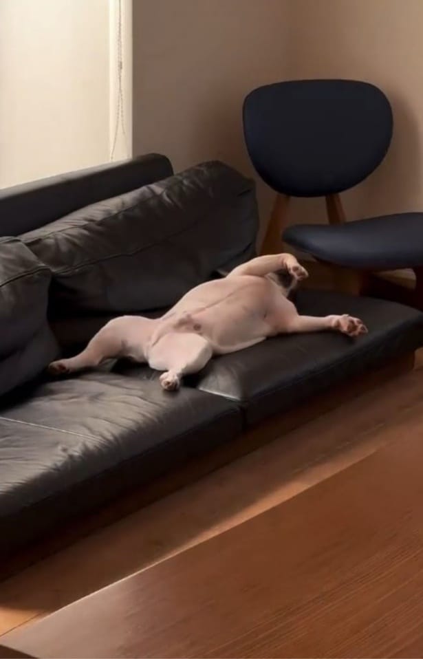 飼い主さん「私やんか」▶もしかしてクセつよい系?(⇒次へ)