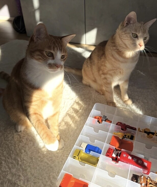 兄弟猫の“はくくん”と一緒に▶微笑ましい毎日の記録（⇒次へ）