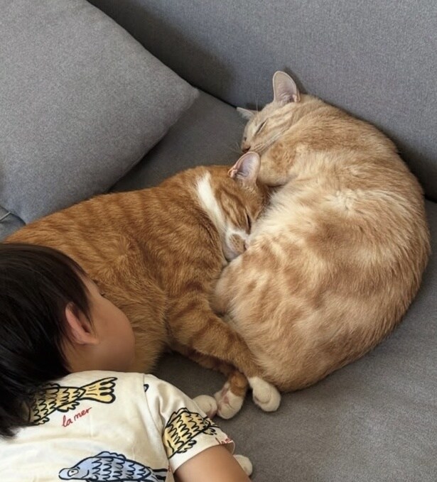 2匹と息子くんが一緒に眠っている▶（次画像から“子育て＋ねこ”の日常の優しさを伝えるコミックエッセイ『やさしい世界で生きてたい るしこの子育て日記+ねこ』が読めます）