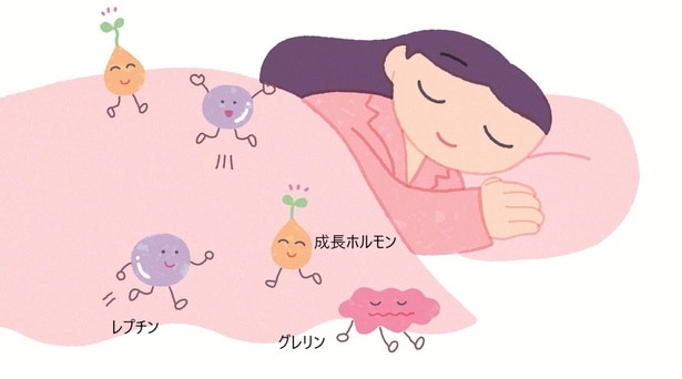 ダイエットの味方、成長ホルモンやレプチンがきちんと働く