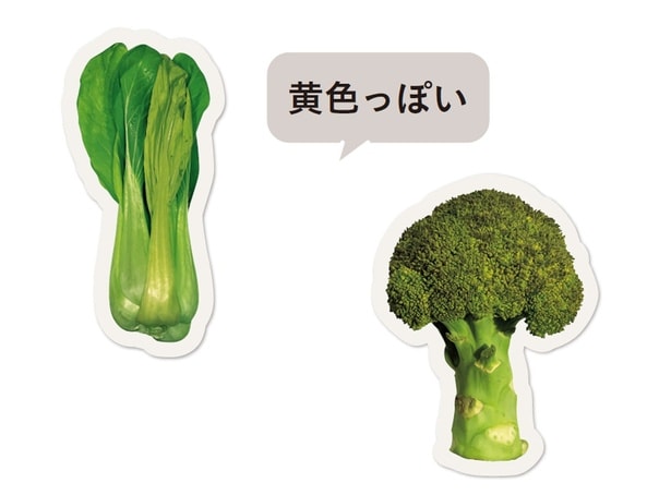 ブロッコリーのいつも食べている部分は花のつぼみ。黄色っぽいのは花が咲きかけているか、花が枯れてしまったためですが、食べても問題ありません