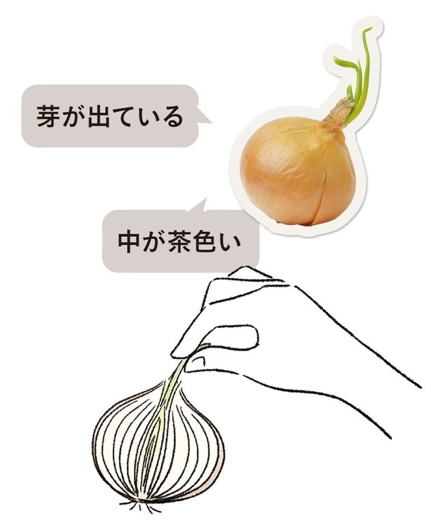 少し伸びた玉ねぎの緑色の芽はそのまま食べても問題ありませんが、えぐみを感じる場合があるので取り除くのが◎