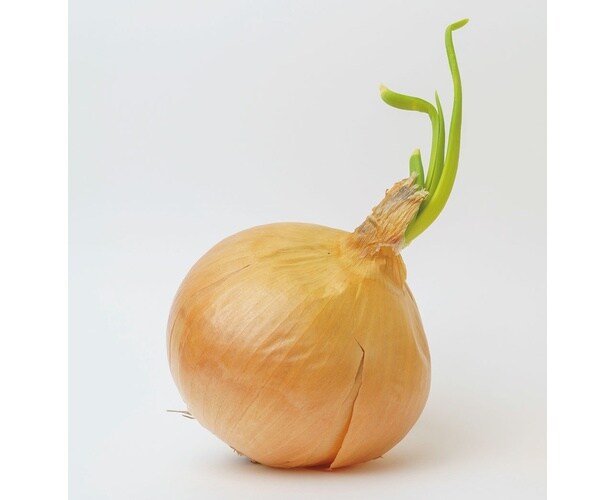 芽が出た玉ねぎ、湿ったきのこ…まだ食べられる？ 料理研究家・小田真規子さんが教える見極め方