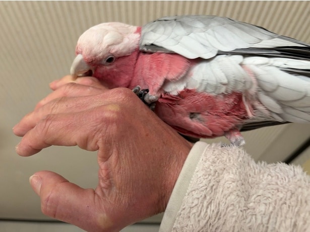 モモイロインコのももちゃん▶鯉のいる池のあるお庭もあります（⇒次へ）