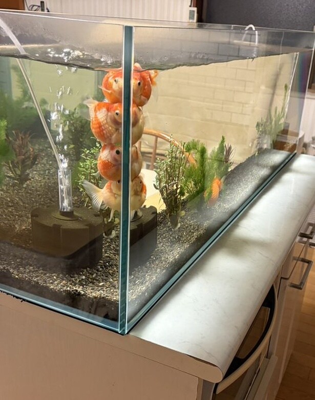 かなり広い水槽なのにみっちり！▶鳥さんも同居しています（⇒次へ）