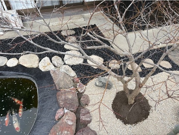 お庭と鯉の池▶飼い主さんを見つけた金魚ちゃん（⇒次へ）