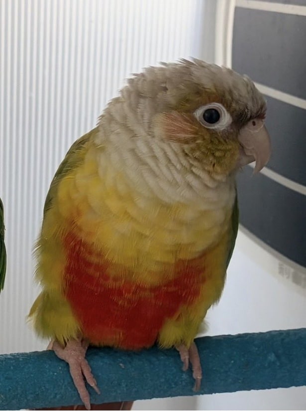 ウロコインコのピノちゃん▶さらにインコがもう1羽！！（⇒次へ）