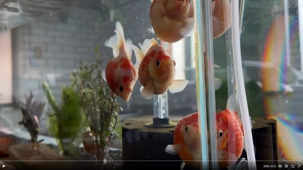 水槽の中を泳ぐ金魚ちゃん達▶金魚ちゃんを見ているのは…（⇒次へ）