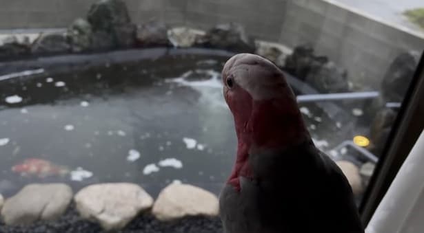 ももちゃんと眺める鯉の池▶ウロコインコのワキちゃんのこっそり写真！（⇒次へ）
