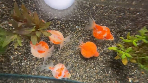 水換え後の金魚ちゃん▶金魚と「かんぱーい！」（⇒次へ）