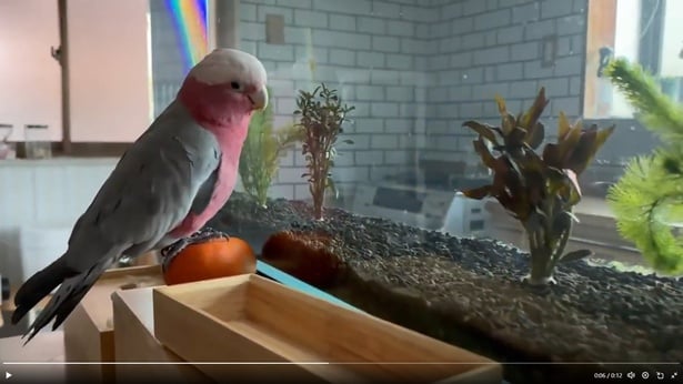 その金魚を見ているインコのももちゃん▶ものすごい集中力で見つめているようです（⇒次へ）