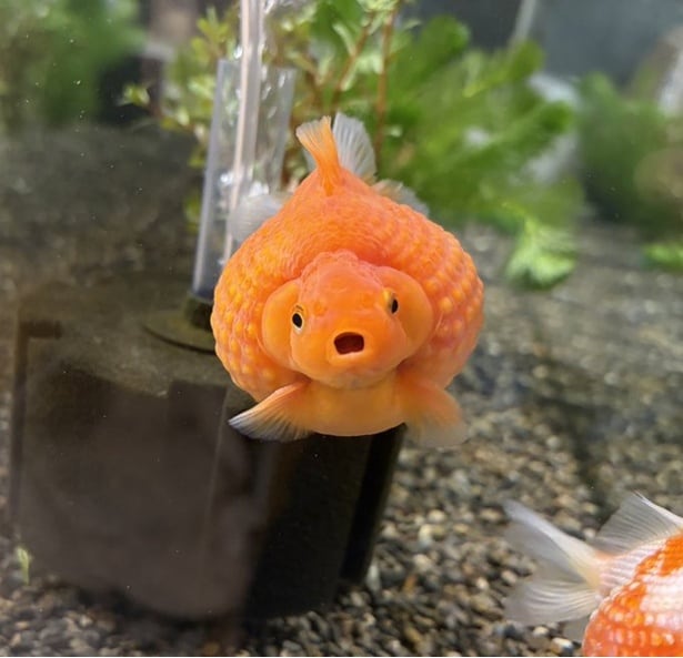 広い水槽を贅沢に"使わない"金魚4匹。飼い主が思わず放った一言に「吹き出した」「かわいくて仕方ない」