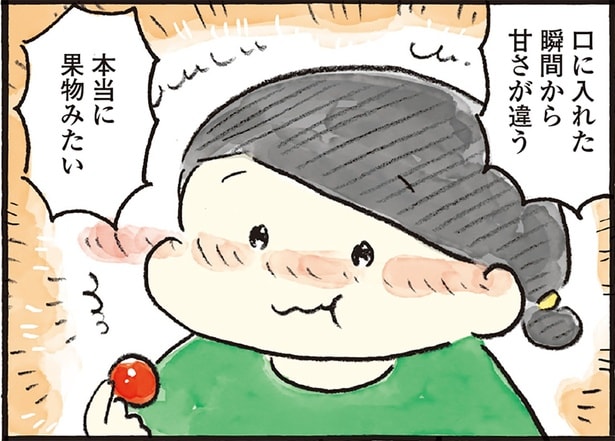 甘くて濃い!フルーツトマトを心ゆくまで楽しむ1000円ごほうび