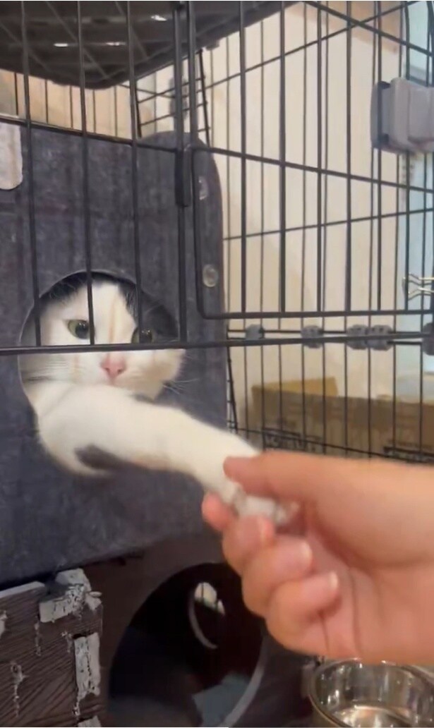 にぎっと握手！！▶と思ったら…（⇒次へ）