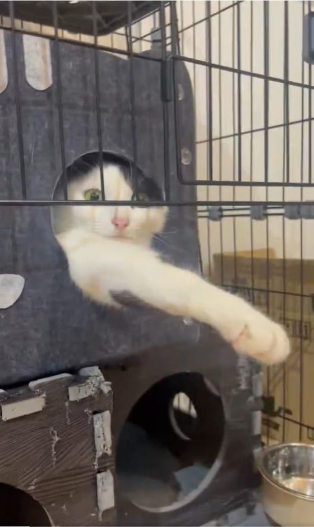 こんなにおててが伸びている！▶これはきっと握手OK！のハズ（⇒次へ）