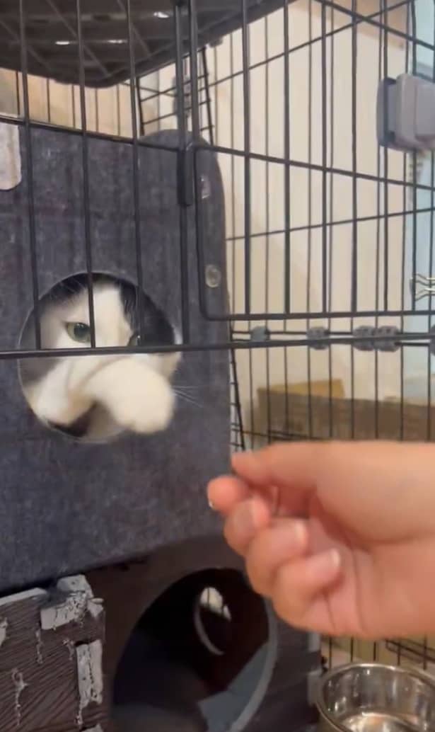 おててが引っ込んじゃった！？▶握手、ダメだった？（⇒次へ）