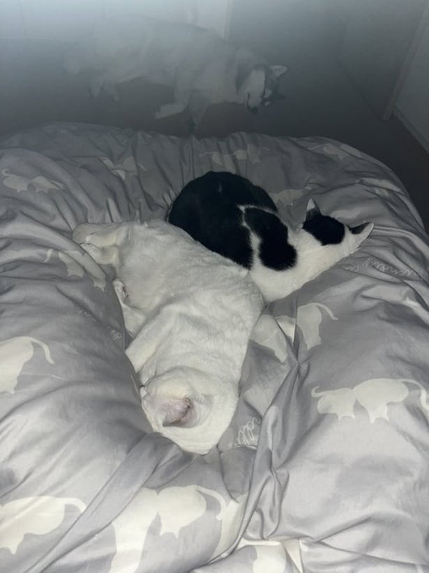 握手はしてくれないけれど一緒には寝てくれるミシェルちゃんとミアちゃん▶シベリアンハスキーのロベルタちゃんと…（⇒次へ）