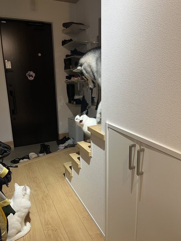 こんなところで小競り合い▶ミシェルちゃん、遊ぼうって誘ってる?(⇒次へ)