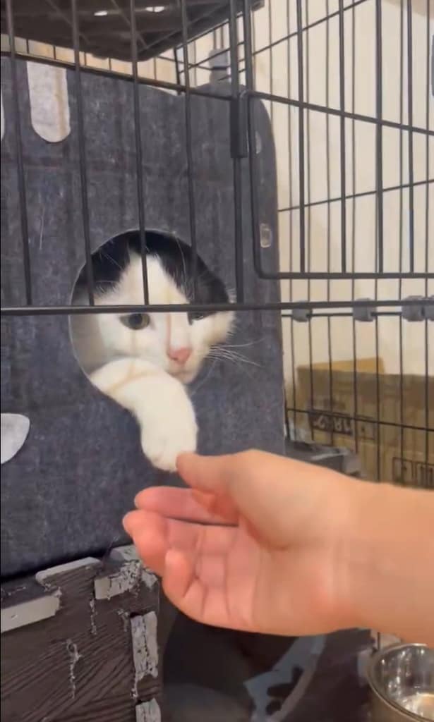 そっと手を伸ばして…▶今度は大丈夫かな？（⇒次へ）