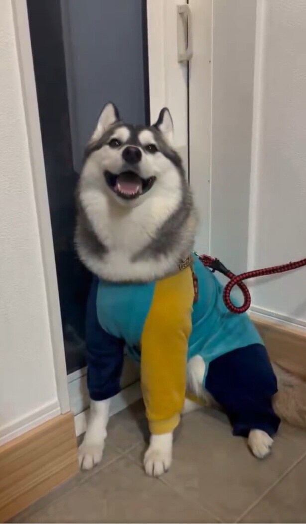 おかえりの舞ににっこりのロベルタちゃん▶素敵な家族(⇒次へ)