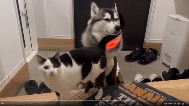 おかえりの舞(ミアちゃん)▶近くでぐるぐると歩いてアピール(⇒次へ)