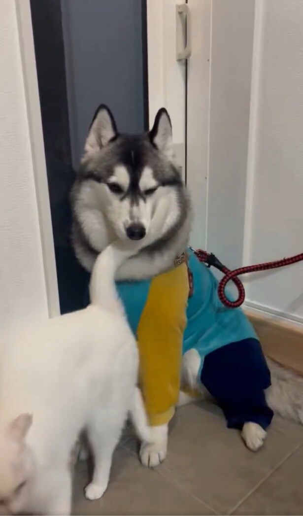 ミアちゃんもくるくる▶ロベルタちゃんも嬉しそう!(⇒次へ)