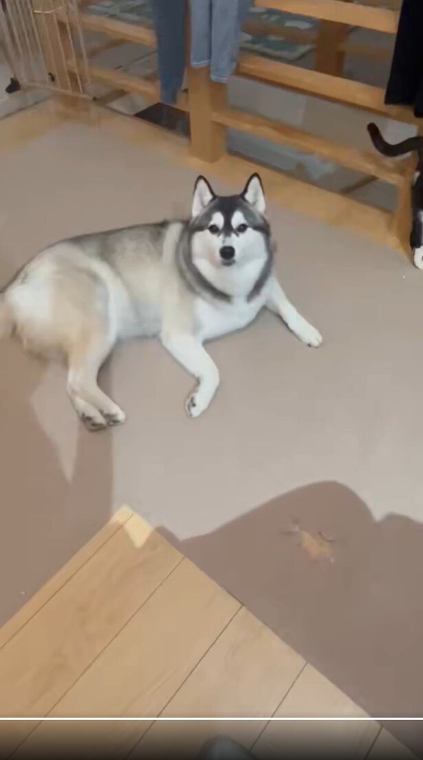 ひとり残されるロベルタちゃんでした▶お散歩帰りへのお出迎え(⇒次へ)