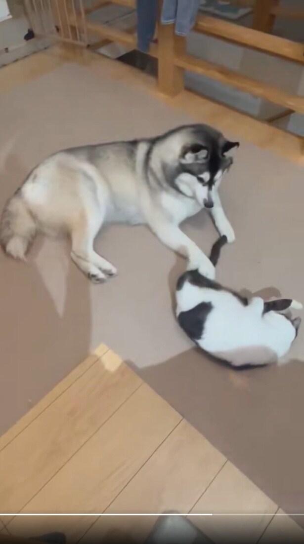 ロベルタちゃんが遊びに誘いますが…▶ミシェルちゃんから先に誘ったのに(⇒次へ)