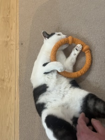 ネコの"握手会"に参加したら…まさかの展開に「じわじわくる」「事務所通して」