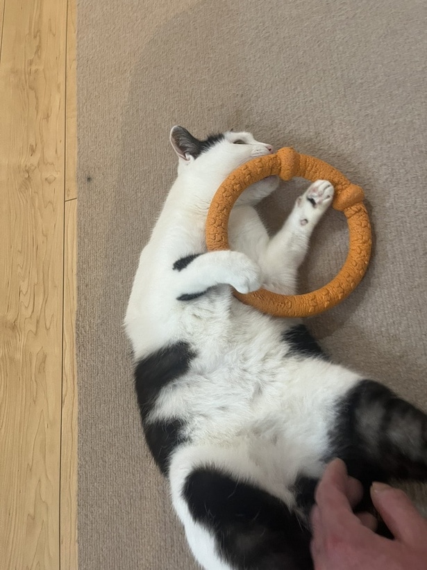 ネコの"握手会"に参加したら…まさかの展開に「じわじわくる」「事務所通して」