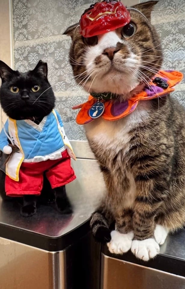 猫ちゃんが行方不明になり必死に探しあてた(⇒次へ)