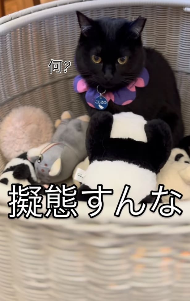 「何?」と言いたげな顔▶まるで擬態しているよう…(⇒次へ)