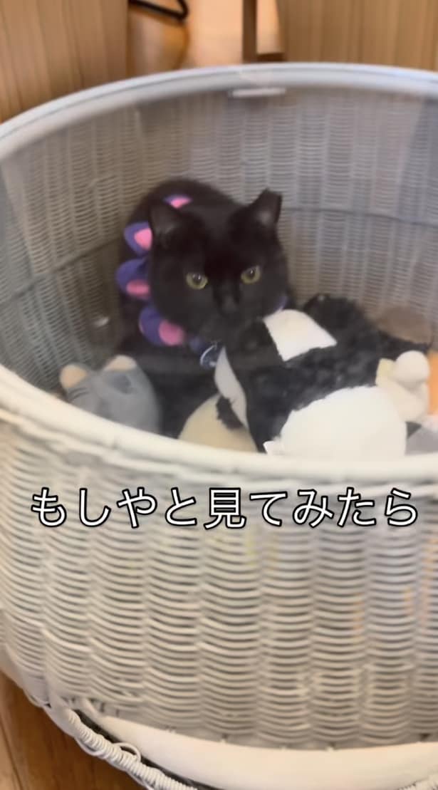 静かに座っていました▶飼い主さんが必死に探すも…(⇒次へ)