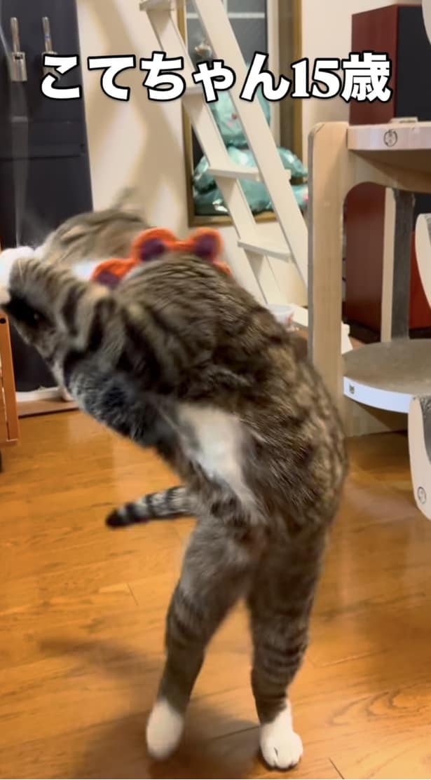 ダイナミックな動きを見せる“こてつくん”▶猫じゃらしが好きすぎて…(⇒次へ)