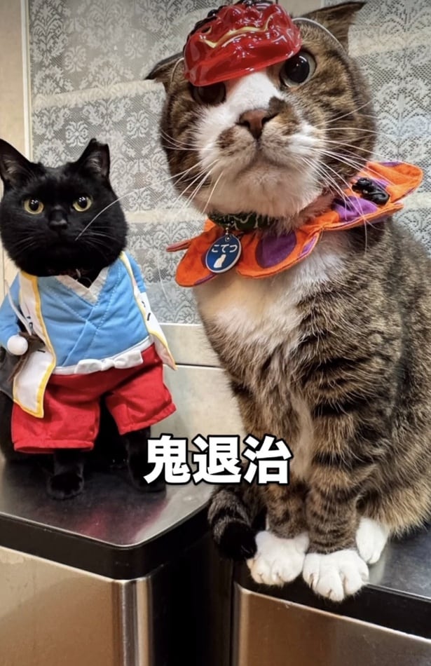 桃太郎に変身▶15歳猫とは思えない…(⇒次へ)