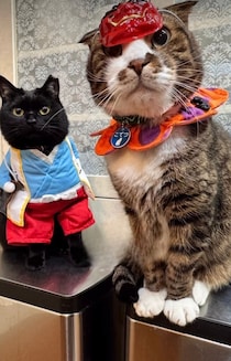 完璧すぎる擬態。返事をしないと思ったら…ぬいぐるみと同化していた黒猫