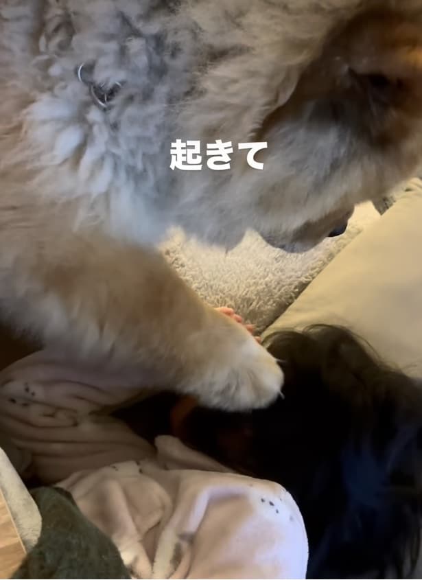 娘さんを起こす、しめじくん▶「起きて〜」とチョンチョンすると…（⇒次へ）