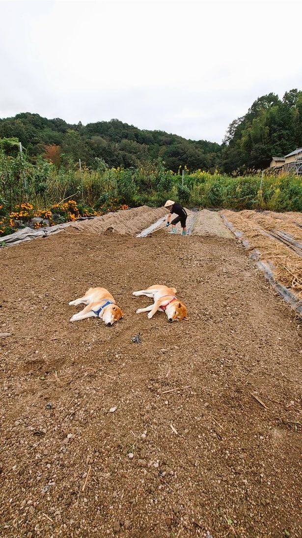 スヤスヤと気持ちよさそうに寝ている柴犬たち!▶土の香りが大好きなワンコ(⇒次へ)