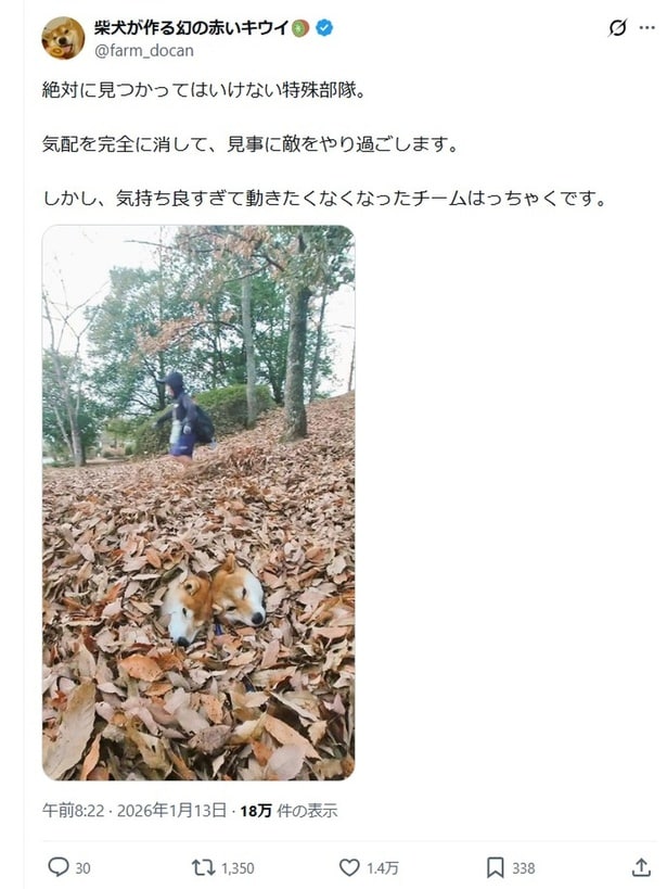 絶対に見つかっていはいけない特殊部隊？▶気持ちよさそうに落ち葉と一体化しています（⇒次へ）