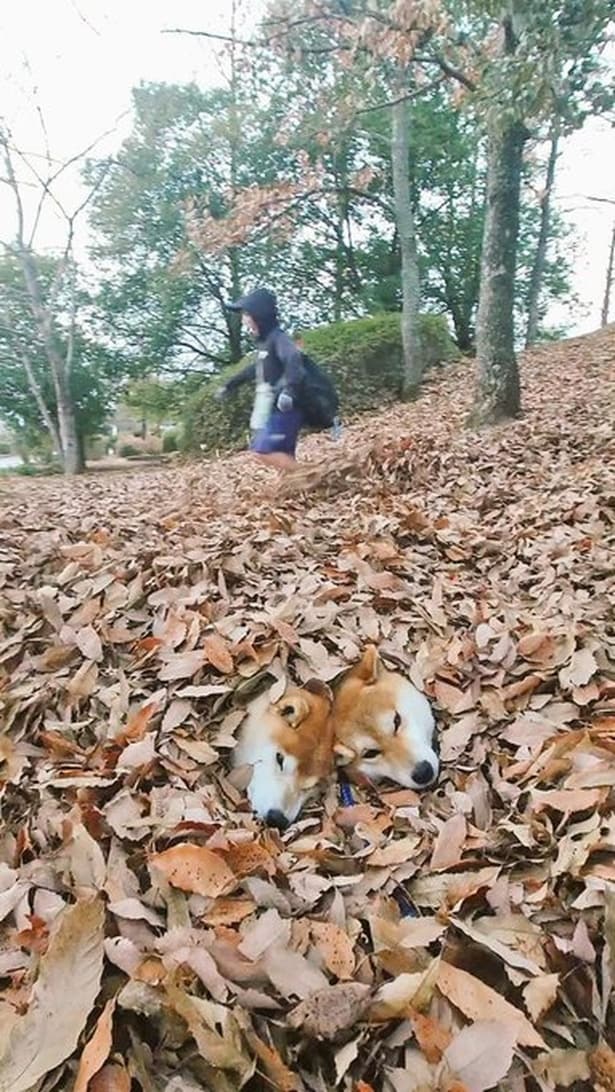 寒さ対策！？の落ち葉が気持ちよさそうですね▶家族で収穫の喜びを（⇒次へ）