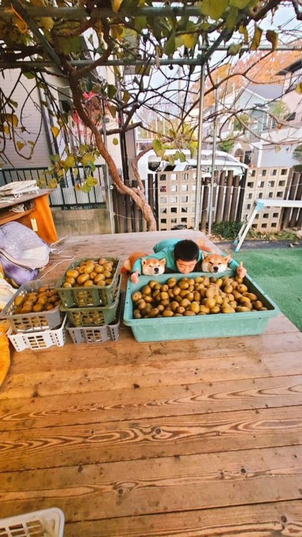 キウイてんこ盛りで満足げなチームはっちゃく▶お子様とワンコたちは川の字になって寝るほどに仲良しとのこと（⇒次へ）