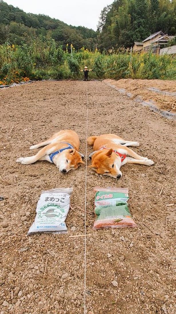 間違い探しのようなはっちゃくくんとしんえもんくん▶畑でまったりと過ごす姿に癒されます（⇒次へ）