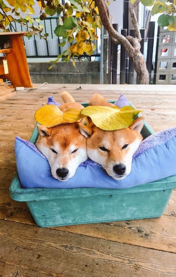 耕したての畑で2匹の柴犬が“イチコロ”に。あまりにも平和な光景に「見るだけで幸せになれる」「気持ちよさそう」